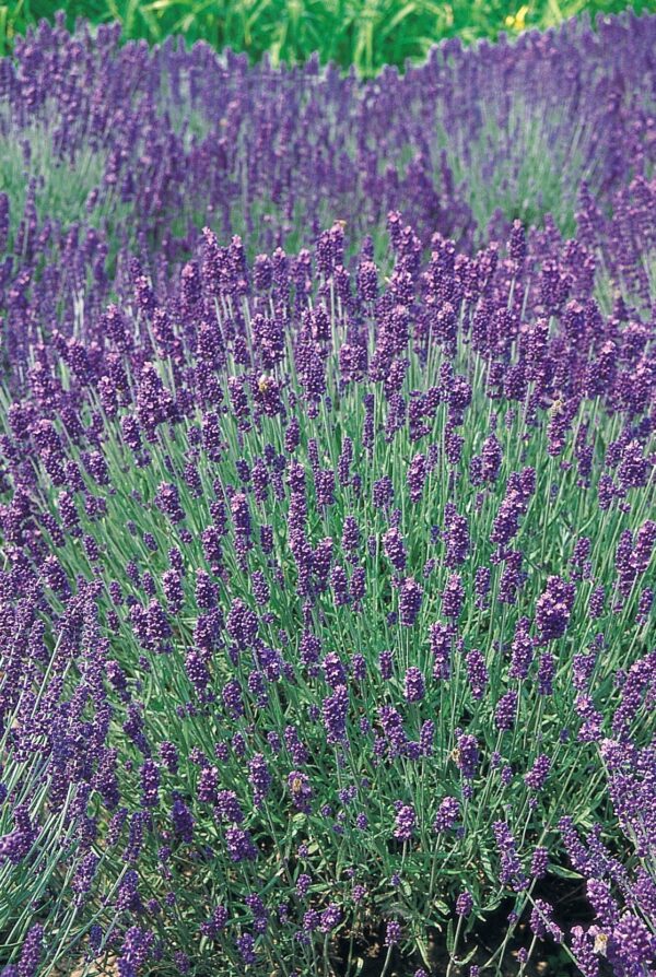 Lavandula angustifolia Hidcote - Afbeelding 3