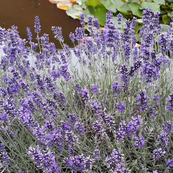 Lavandula angustifolia Munstead - Afbeelding 2
