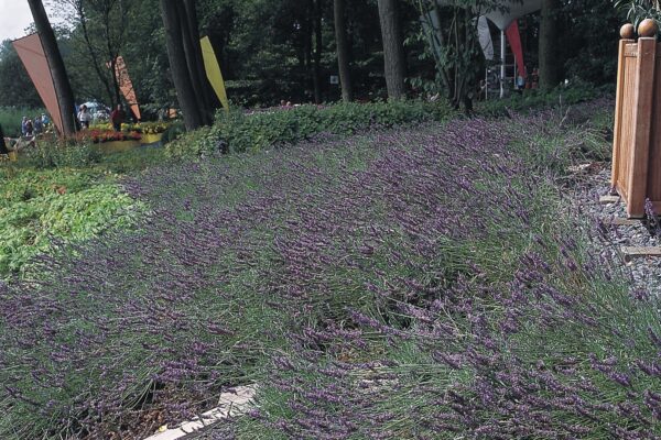 Lavandula angustifolia Munstead - Afbeelding 4
