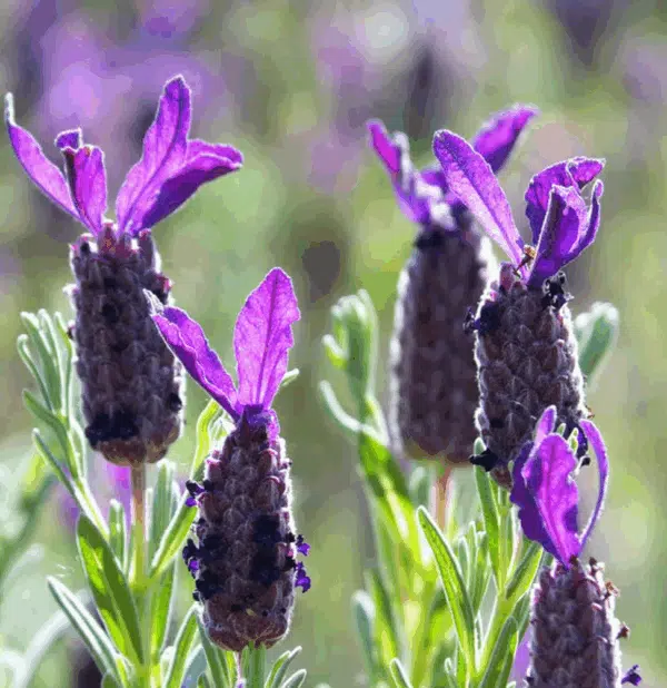 Lavandula stoechas Purple Ribbon - Afbeelding 2