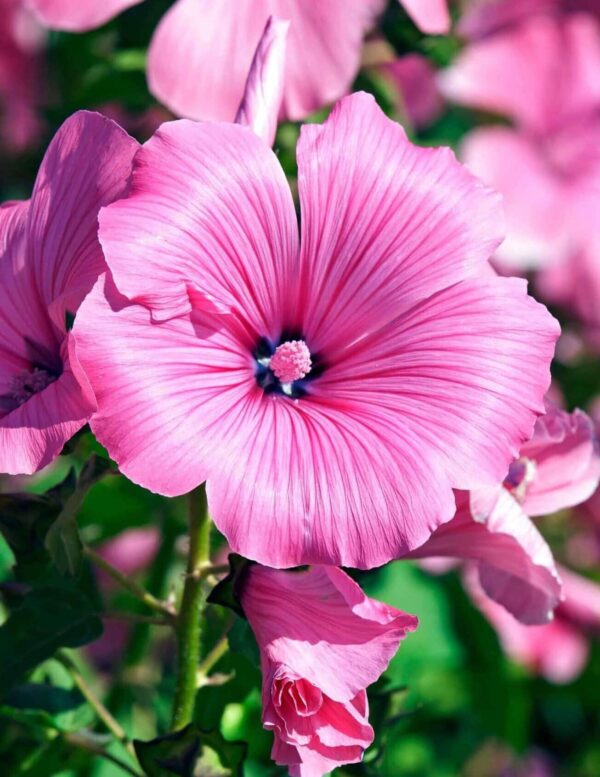 Lavatera trimestris Skönhet
