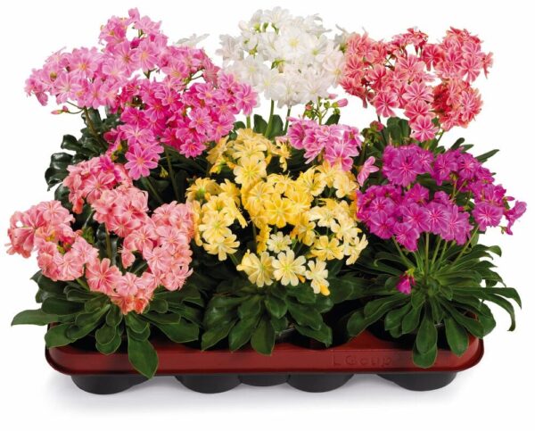 Lewisia cotiledone Elise miscela