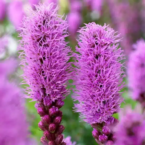 Liatris spicata Florist Stam Violet - Bild 2