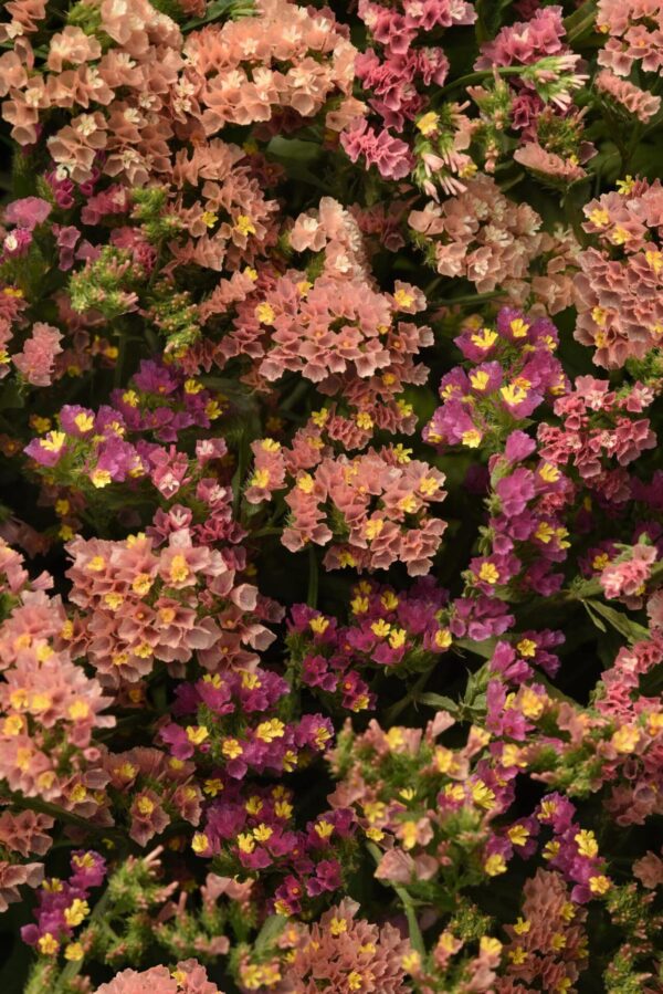 Limonium (Statice) sinuatum QIS® Albaricoque - Imagen 3