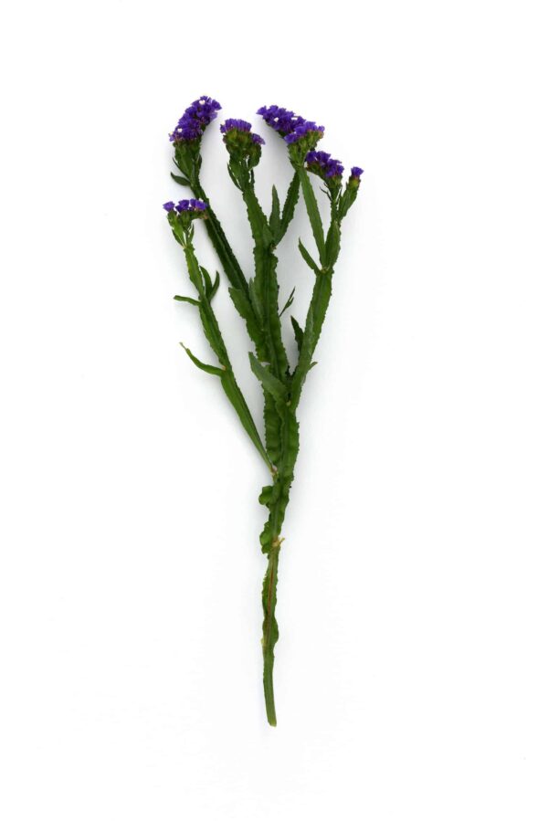 Limonium (Statice) sinuatum QIS® Azul Oscuro - Imagen 4