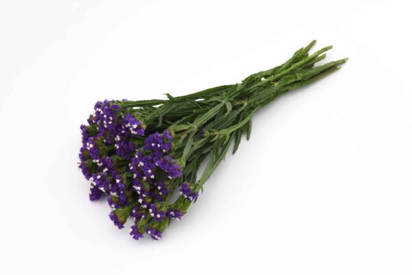 Limonium (Statice) sinuatum QIS® Azul oscuro
