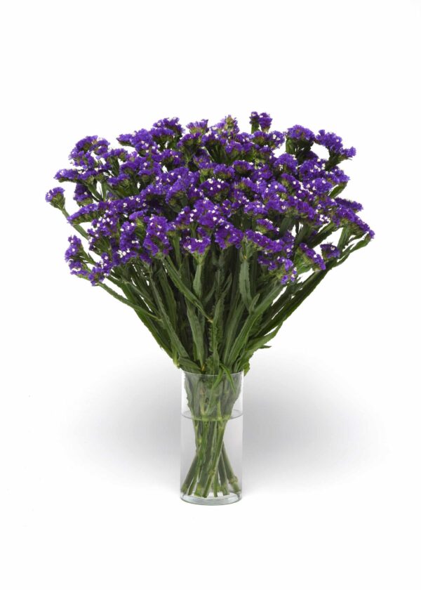 Limonium (Statice) sinuatum QIS® Azul Oscuro - Imagen 3