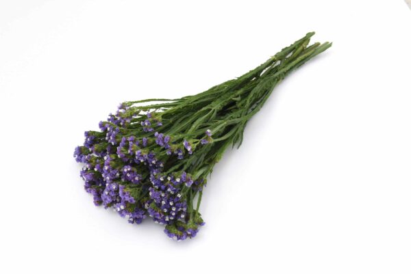 Limonium (Statice) sinuatum QIS® Azul Pálido