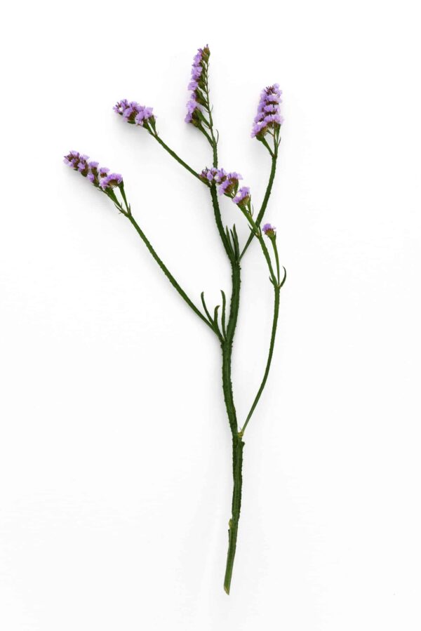 Limonium (Statice) sinuatum QIS® Azul Pálido - Imagen 4