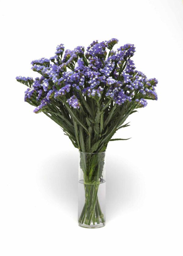 Limonium (Statice) sinuatum QIS® Azul Pálido - Imagen 3