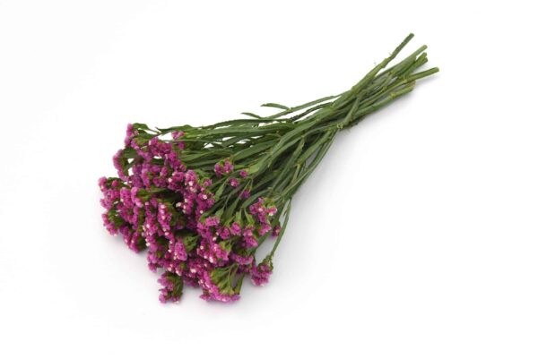 Limonium (Statice) sinuatum QIS® Rose