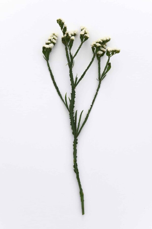 Limonium (Statice) sinuatum QIS® White - Bild 3