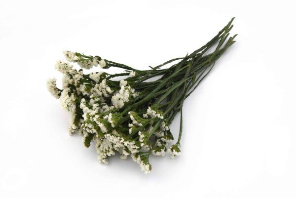 Limonium (Statice) sinuatum QIS® White