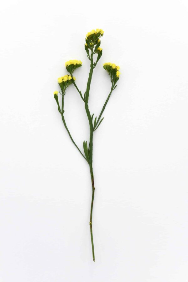 Limonium (Statice) sinuatum QIS® Yellow - Bild 3