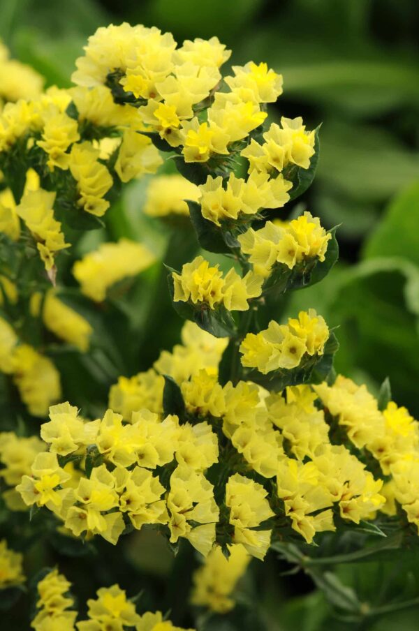 Limonium (Statice) sinuatum QIS® Yellow - Bild 2