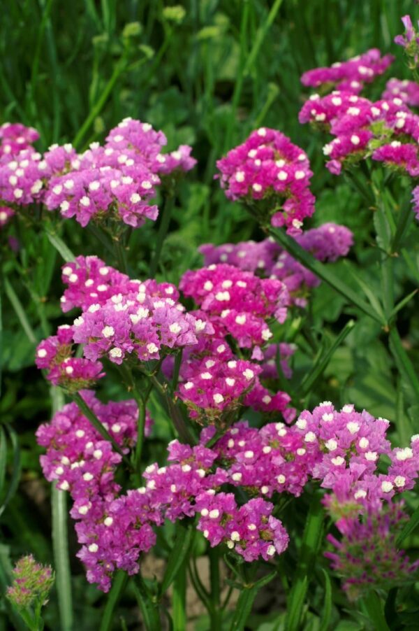 Limonium (Statice) sinuatum QIS® Rose - Afbeelding 2