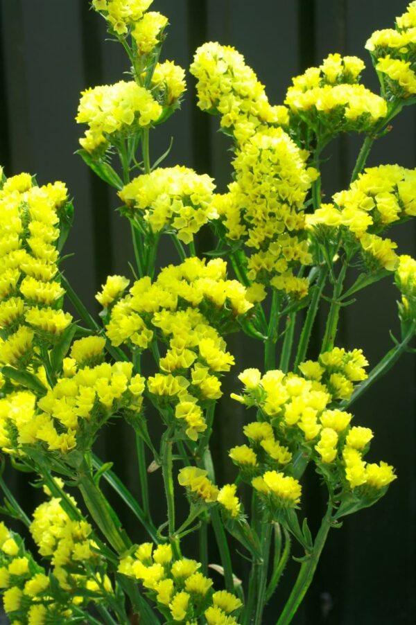 Limonium (Statice) sinuatum QIS® Yellow - Bild 4