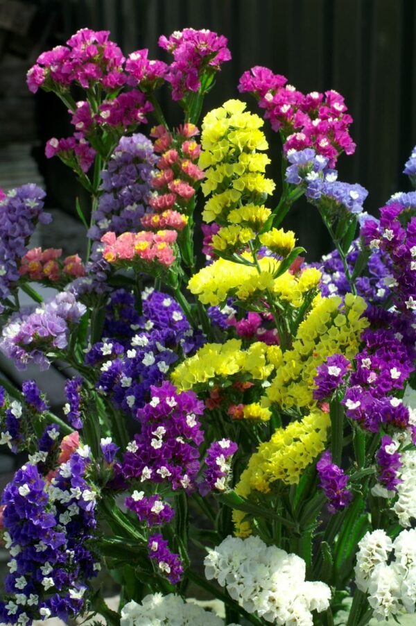 Mélange de Limonium (Statice) sinuatum QIS® Formula - Image 2