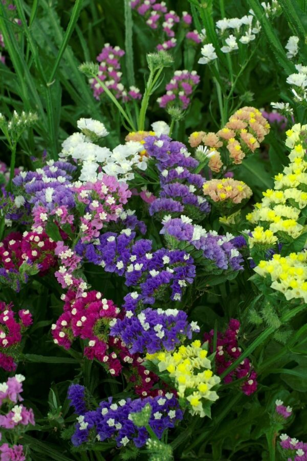 Mélange de formule QIS® Limonium (Statice) sinuatum - Image 3