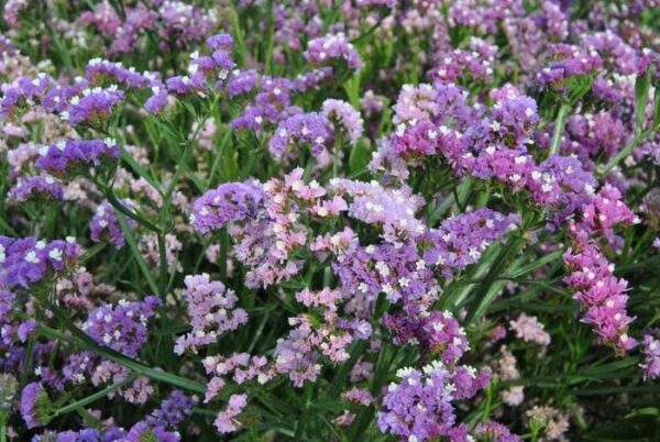 Limonium (Statice) sinuatum QIS® Soft Pastel Shades