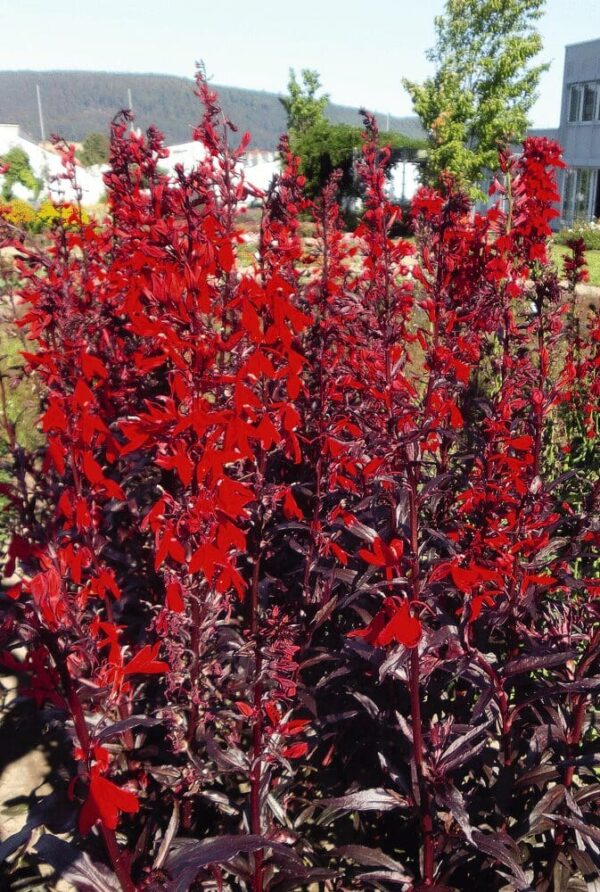 Lobelia fulgens Queen Victoria (pellets)