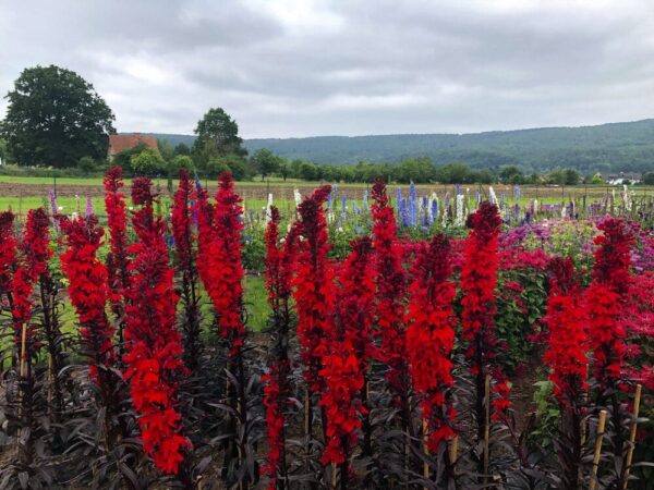 Lobelia fulgens Queen Victoria (pellets) - Afbeelding 3