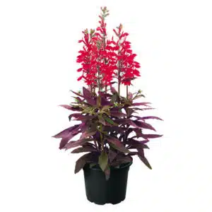 Lobelia speciosa F₁ Fan® Scarlet