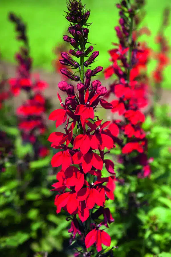 Lobelia speciosa F₁ Fan® Scarlet - Afbeelding 2