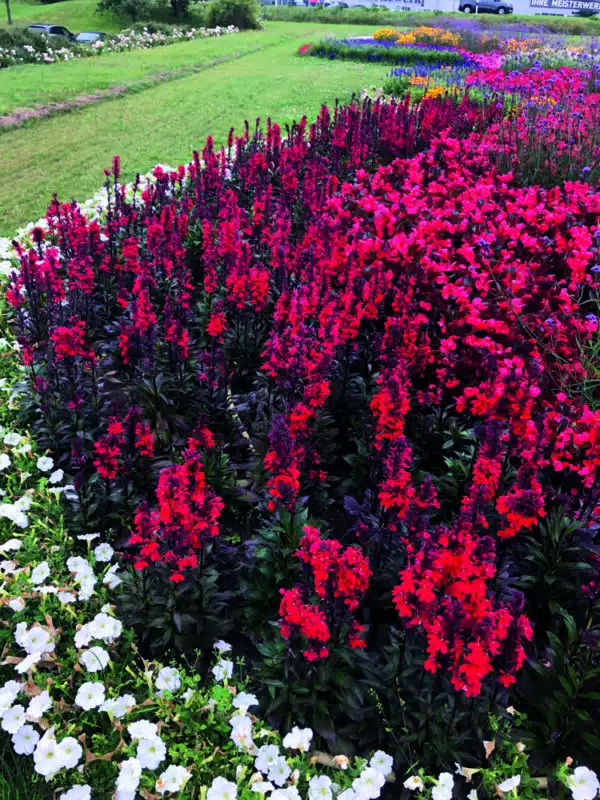 Lobelia speciosa F₁ Fan® Scarlet - Afbeelding 4