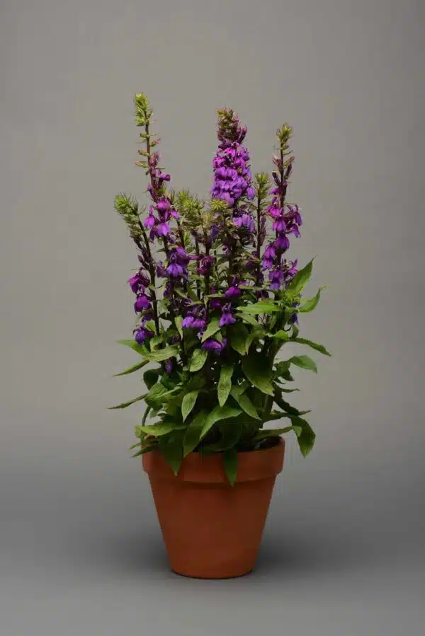Lobelia speciosa Starship™ Blue - Afbeelding 3