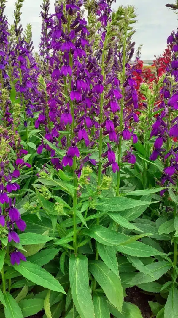 Lobelia speciosa Starship™ Blue - Afbeelding 4