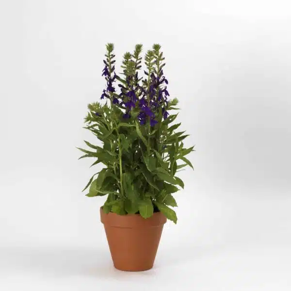 Lobelia speciosa Starship™ Blue - Afbeelding 7