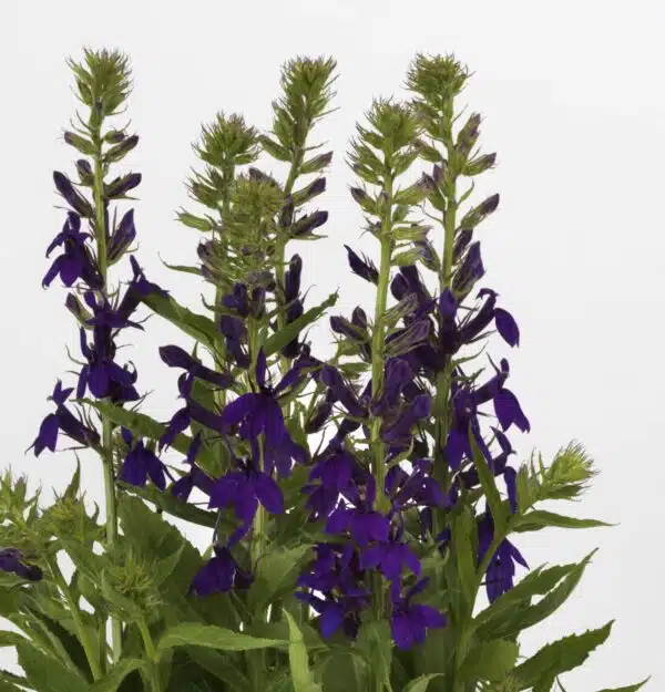 Lobelia speciosa Starship™ Blue - Afbeelding 5