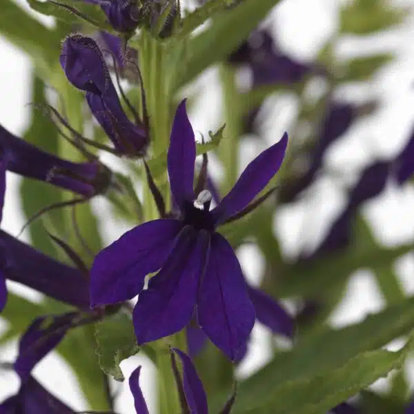 Lobelia speciosa Starship™ Blue - Afbeelding 6