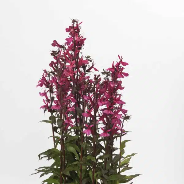 Lobelia speciosa Starship™ Rose - Afbeelding 3