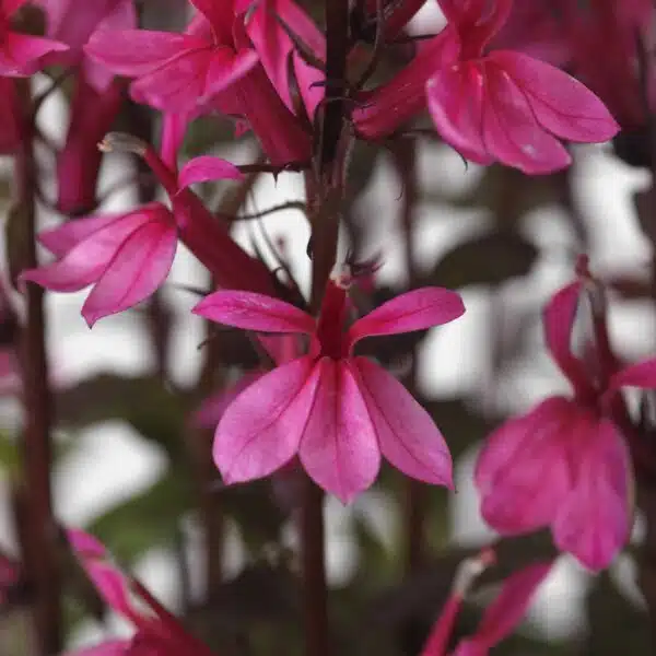 Lobelia speciosa Starship™ Rose - Afbeelding 2