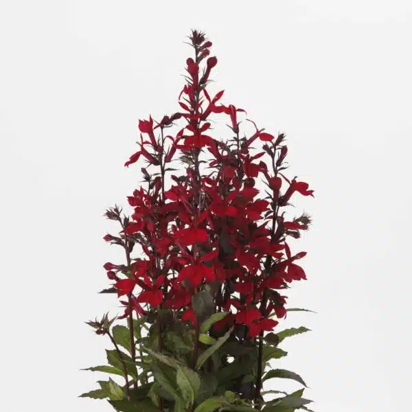 Lobelia speciosa Starship™ Scarlet - Afbeelding 5