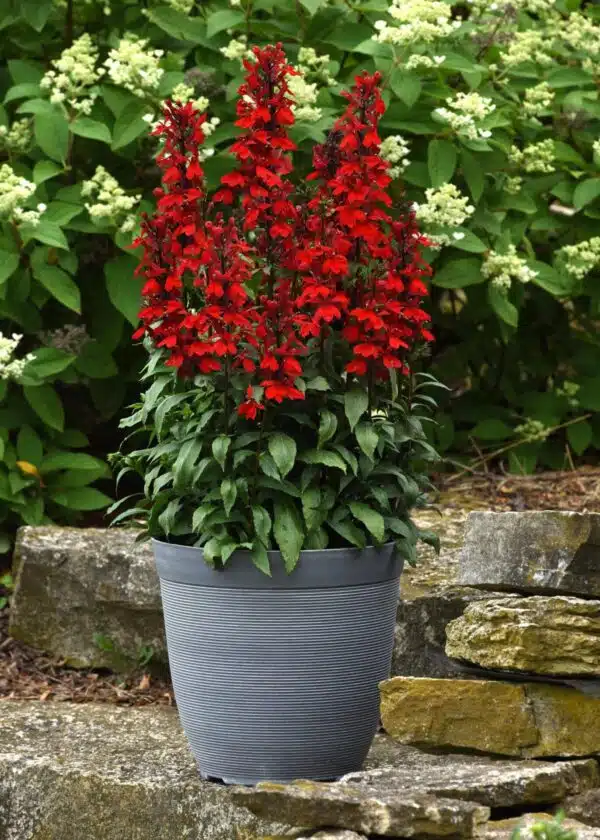 Lobelia speciosa Starship™ Scarlet - Afbeelding 3