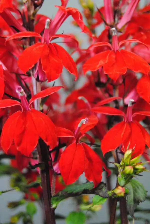 Lobelia speciosa Starship™ Scarlet - Afbeelding 4
