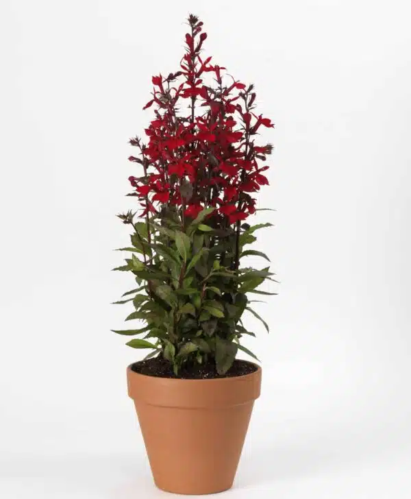 Lobelia speciosa Starship™ Scarlet