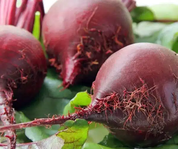 Beta vulgaris (Beetroot) Rote Kugel 2 BIO - Afbeelding 2