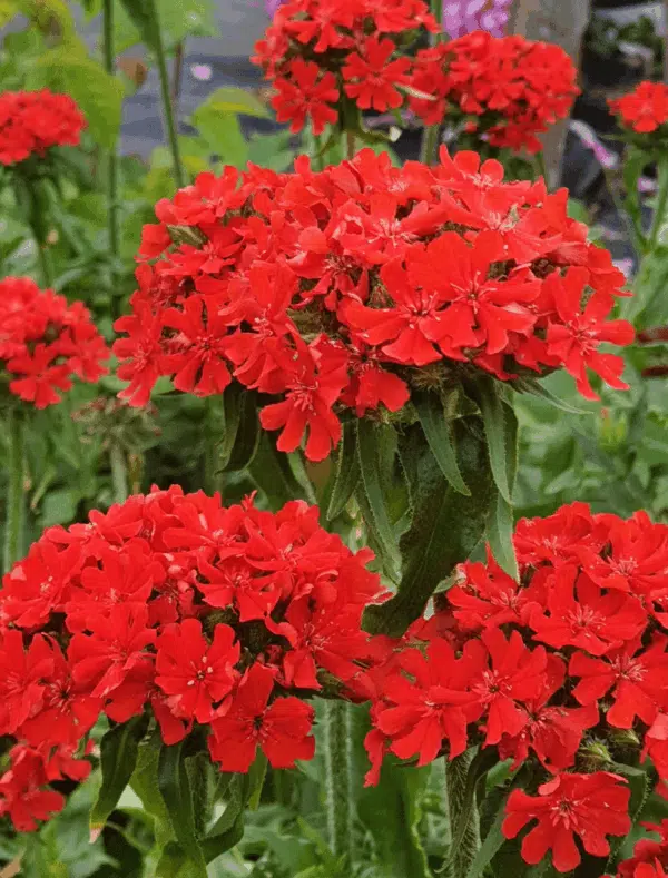 Ліхніс халцэдонскі (Silene chal.)