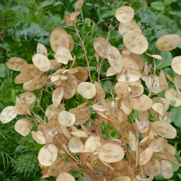 Сумесь Lunaria annua - малюнак 3