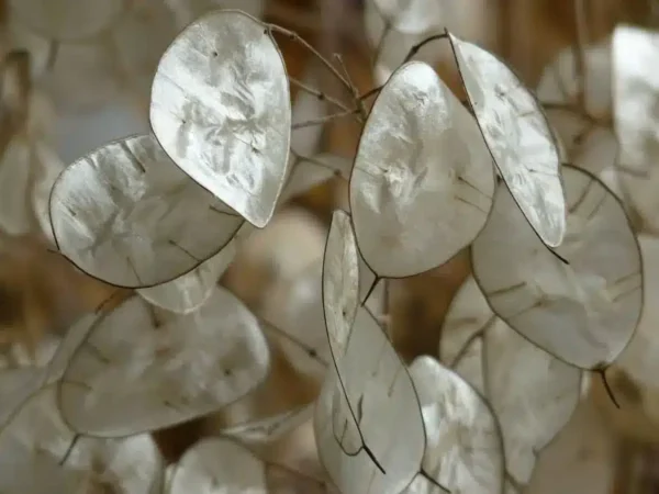 Сумесь Lunaria annua - малюнак 2