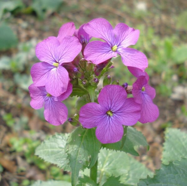 Lunaria annua (фіялка)