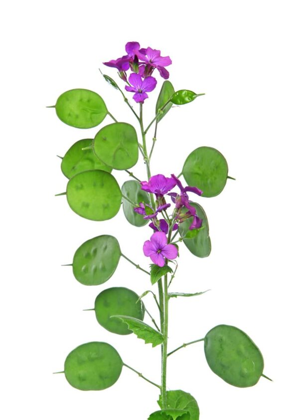 Lunaria annua Violet - малюнак 4