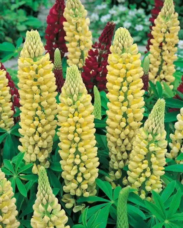 Lupinus polyphyllus Russell Chandelier - Afbeelding 2