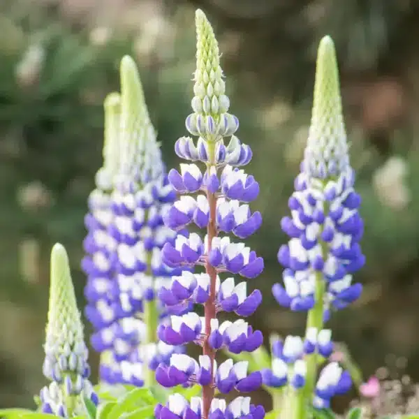 Lupinus polyphyllus Russell Guvernören