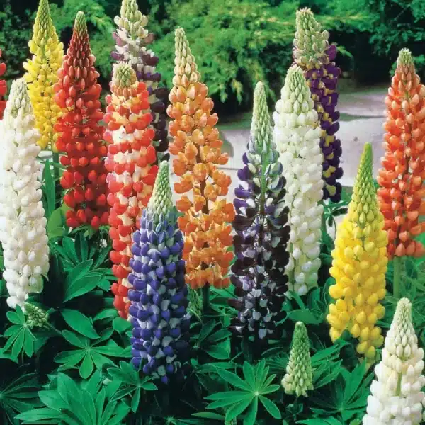 Lupinus polyphyllus Russel mixture