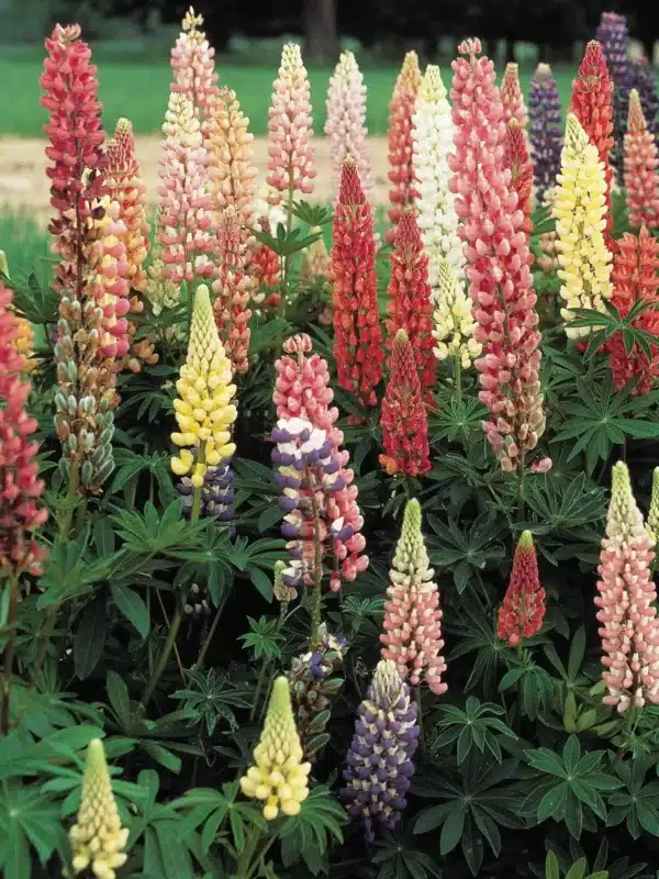 Lupinus polyphyllus Russel mixture - Image 2